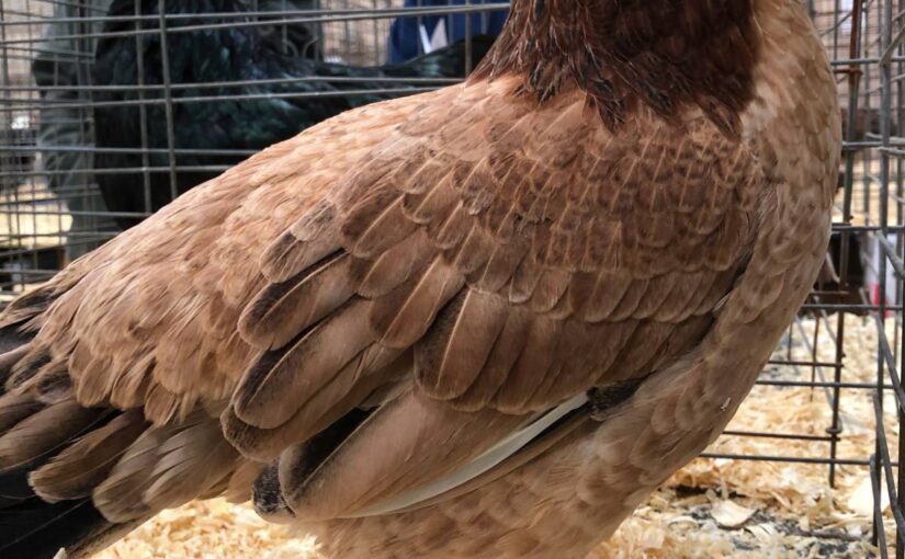 Cubalaya-chicken-breed